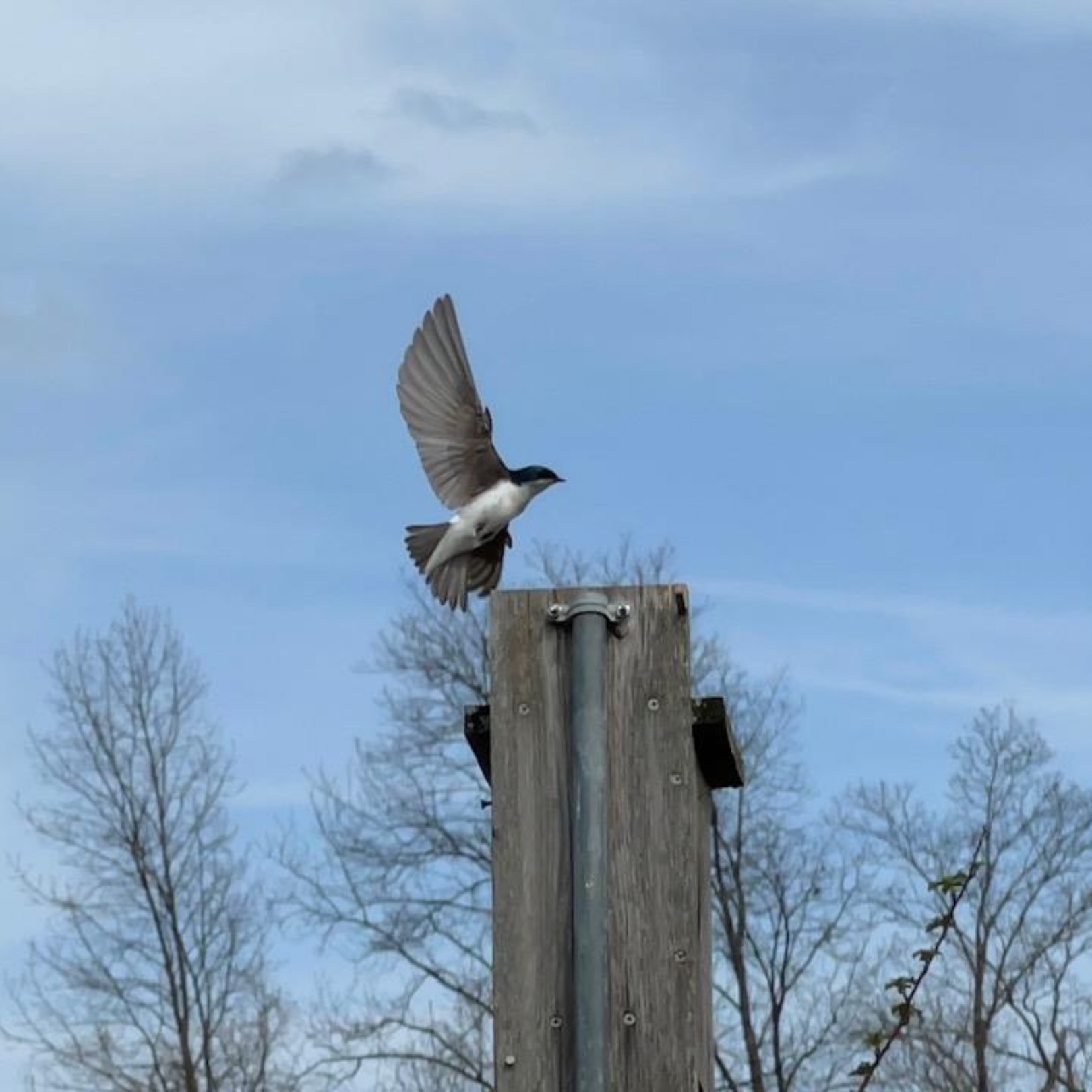 A tree swallow landing on a tall wooden poll